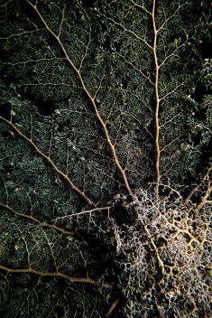 Hurghada - El Fanadir - North 1875623