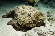 Hurghada - El Fanadir - North 1875623