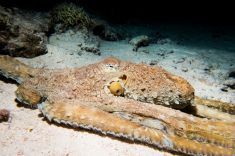 Hurghada - El Fanadir - North 1875623