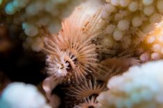 Hurghada - Erg Sabina 1875624