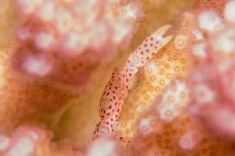 Hurghada - Voodoo shore dive 1875626