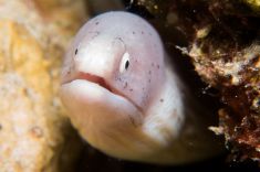 Hurghada - Voodoo shore dive 1875626