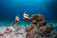 Hurghada - Abu Ramada South 1875627