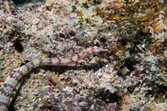 Hurghada - El Erouk Maksour 1875632