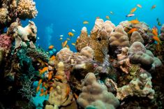 Hurghada - Abu Ramada Drift 1875639