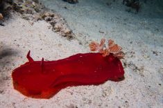 Hurghada - El Fanadir - North 1875640