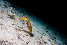 Hurghada - El Fanadir - North 1875640