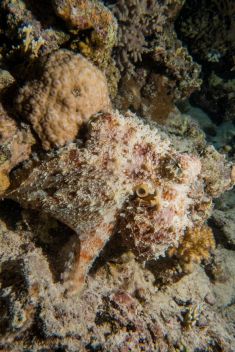 Hurghada - El Fanadir - North 1875640