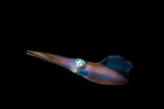 Hurghada - El Fanadir - North 1875640