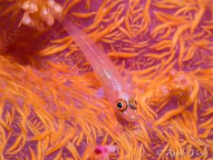 1683287