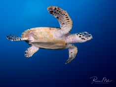 2267896