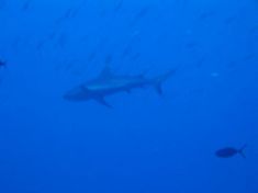 45882