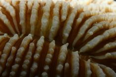 243942