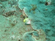 877811