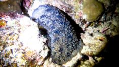2428524
