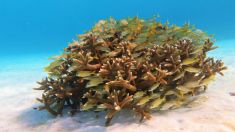2559320