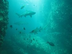 251934